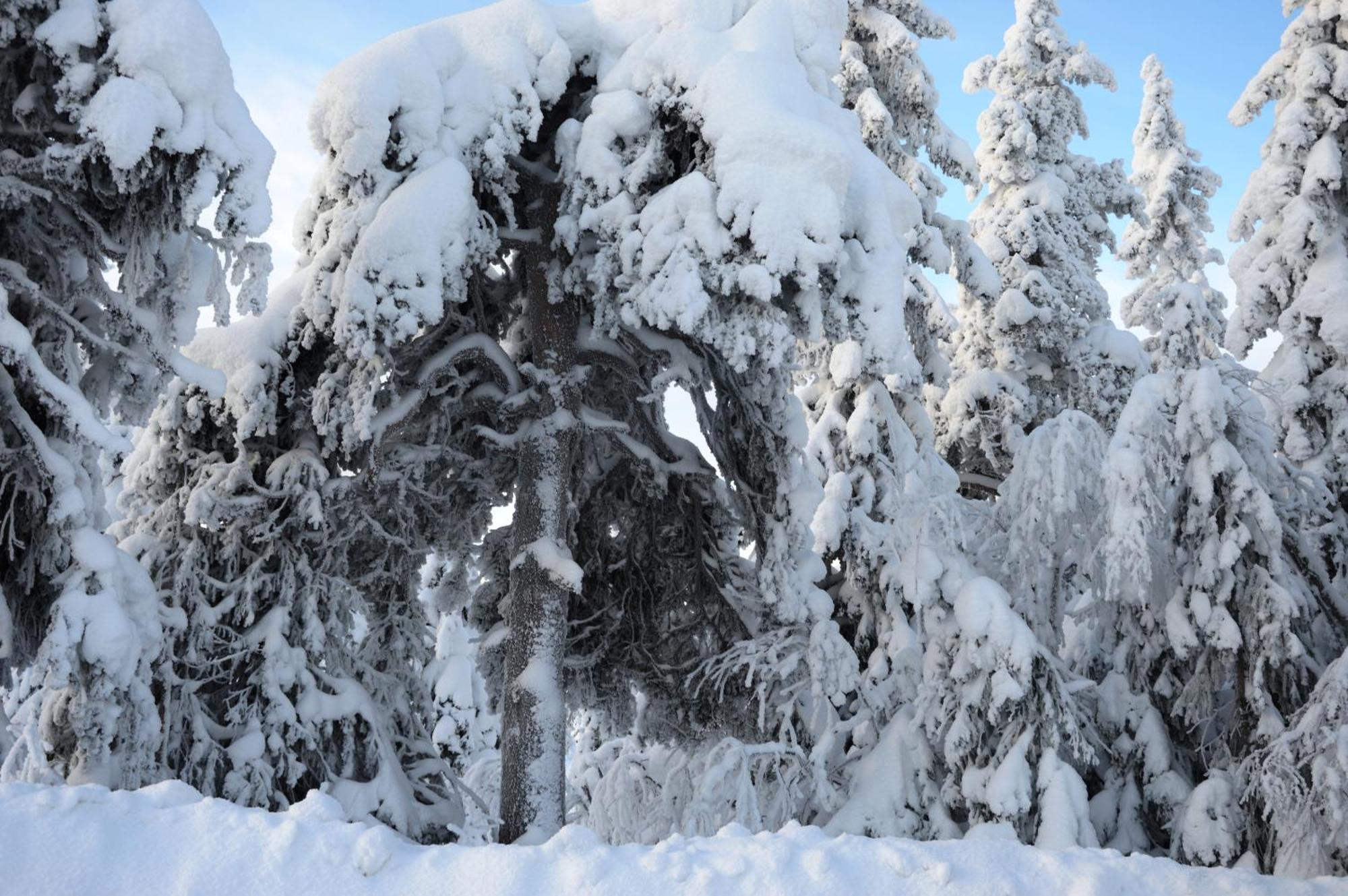 12 - Fulufjellets Nasjonalparker - Natur-, Dyre- Og Fugleopplevelser Ljordal Экстерьер фото