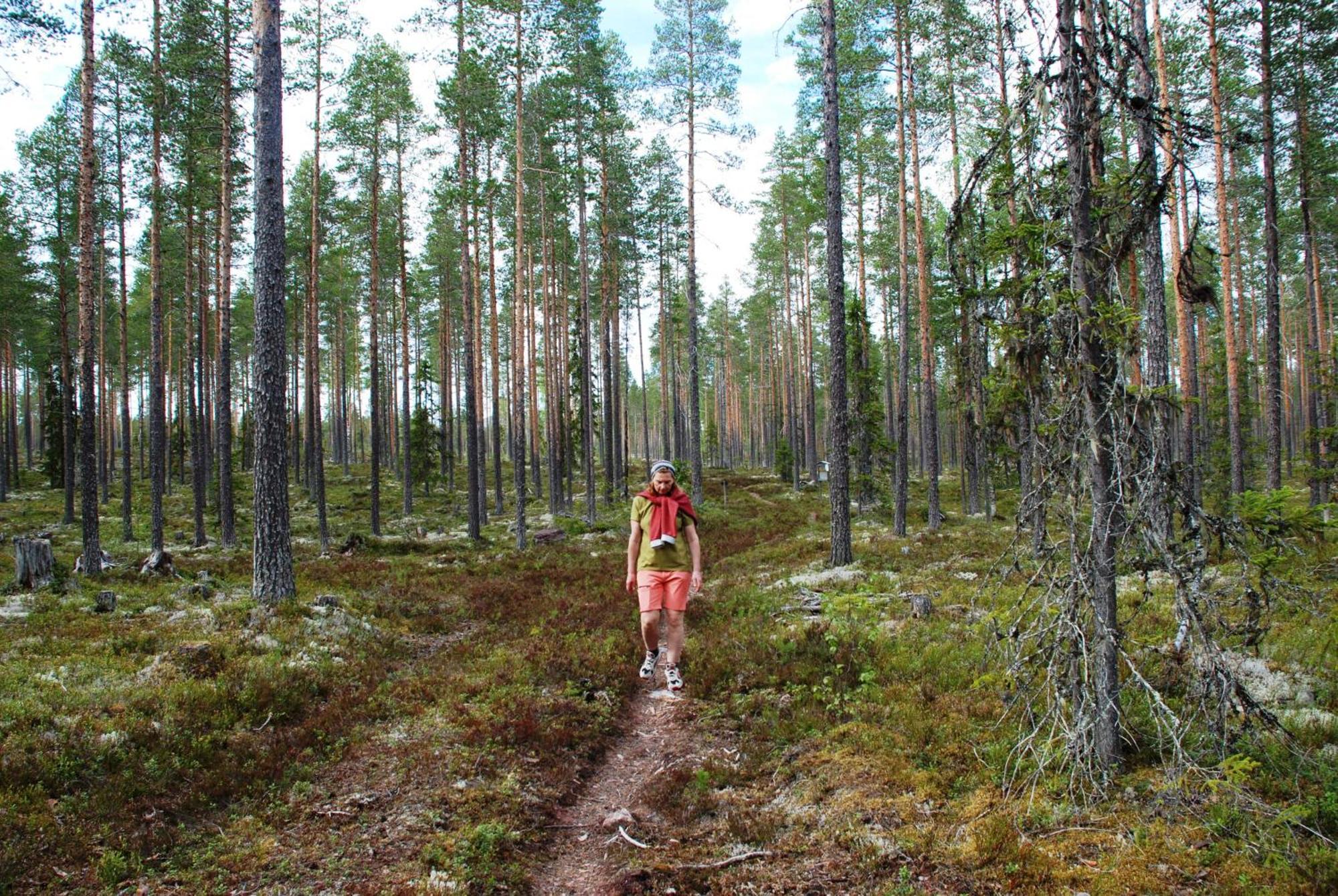 12 - Fulufjellets Nasjonalparker - Natur-, Dyre- Og Fugleopplevelser Ljordal Экстерьер фото