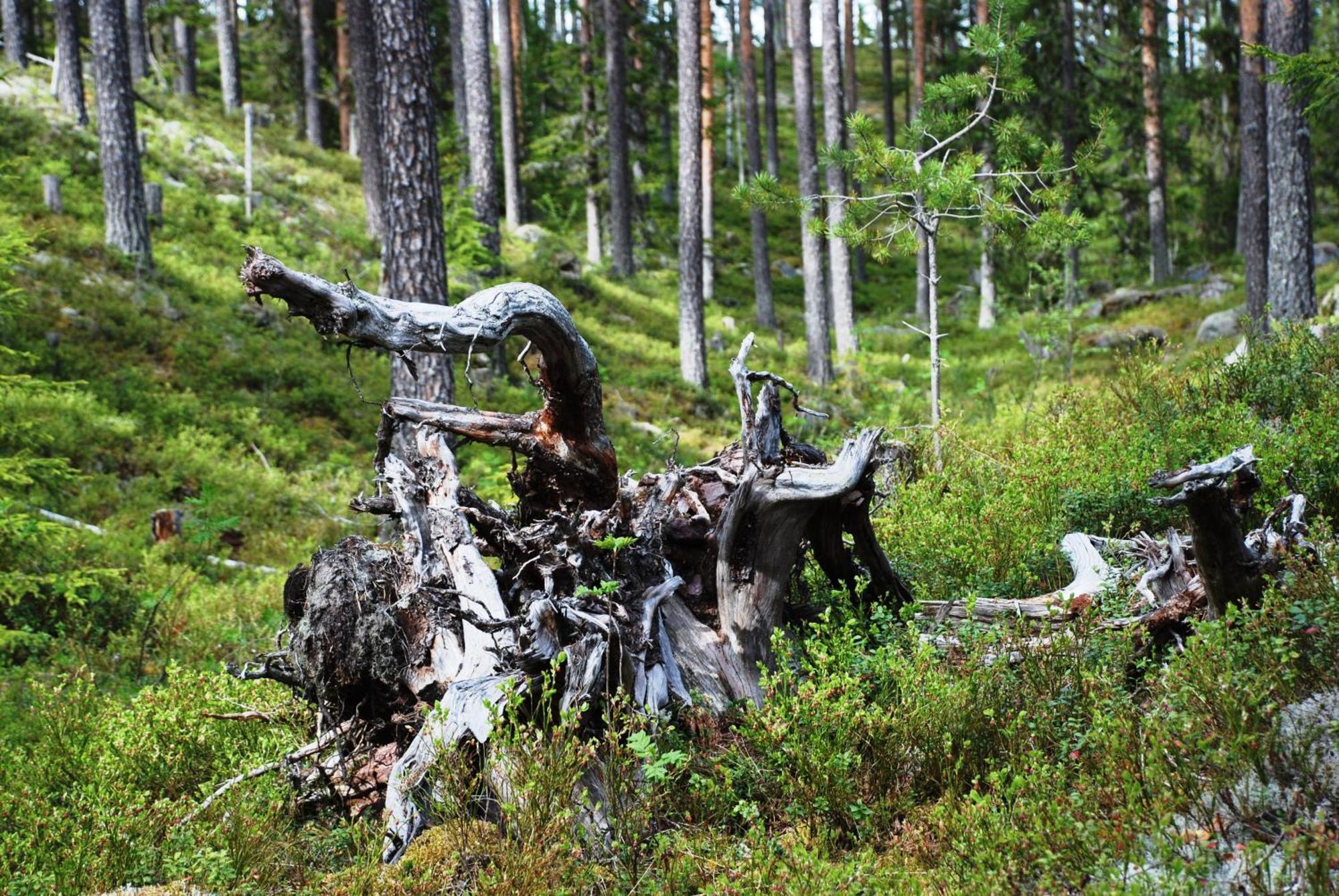 12 - Fulufjellets Nasjonalparker - Natur-, Dyre- Og Fugleopplevelser Ljordal Экстерьер фото