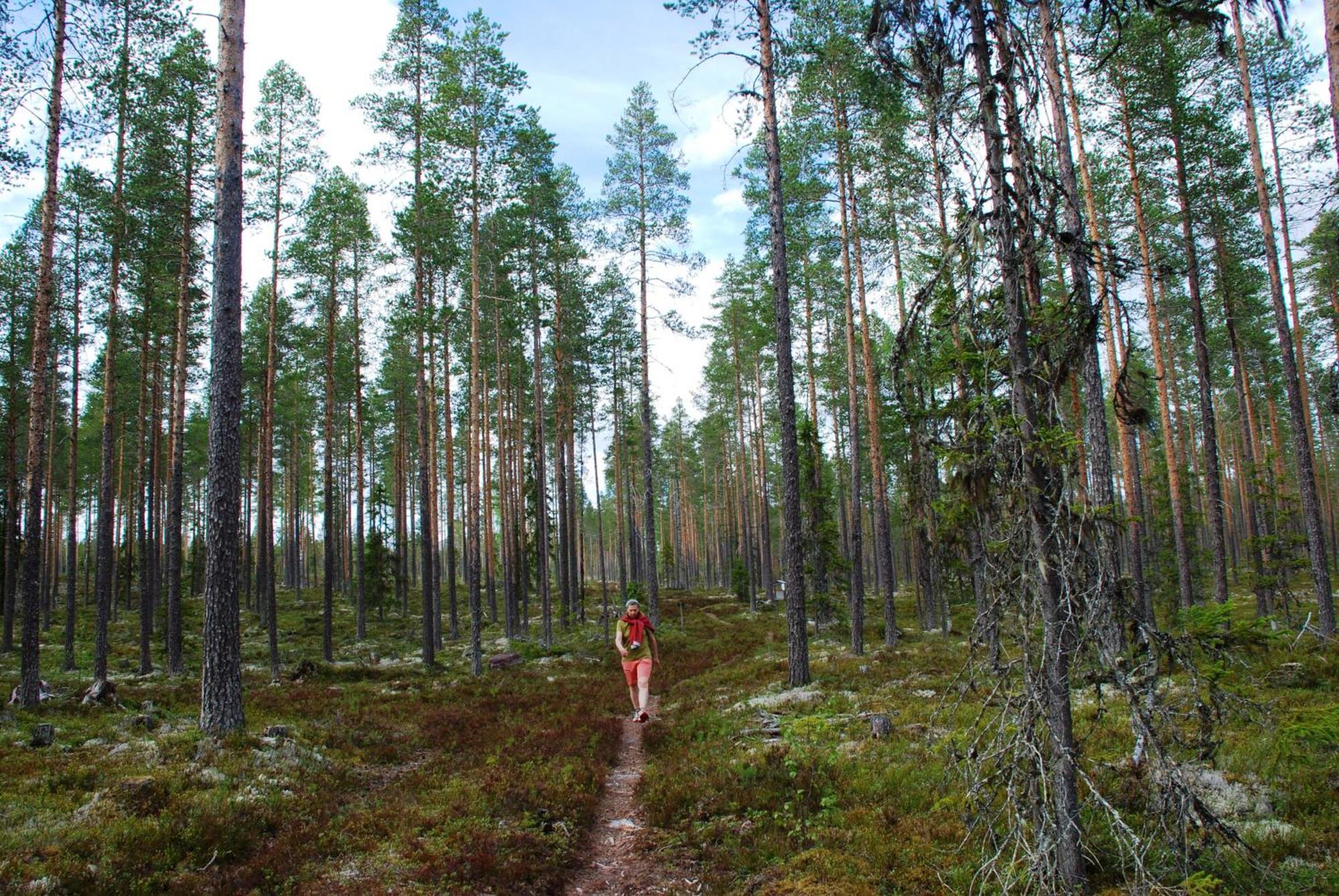 12 - Fulufjellets Nasjonalparker - Natur-, Dyre- Og Fugleopplevelser Ljordal Экстерьер фото